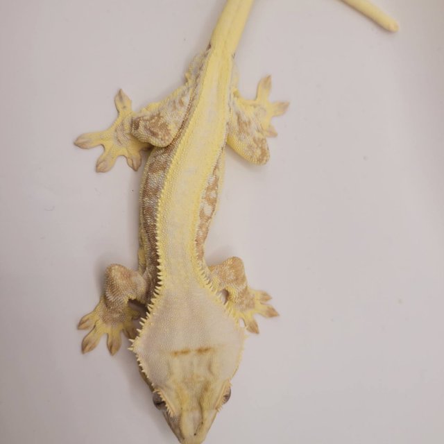 크림 릴리화이트