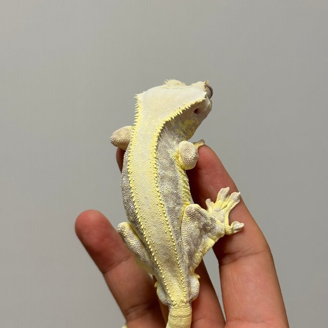 크림 릴리화이트