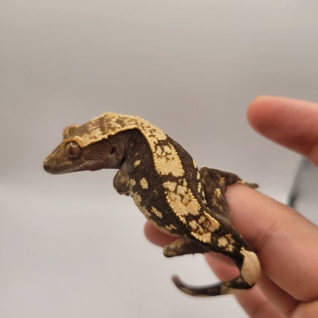 노멀 블랙 화이트