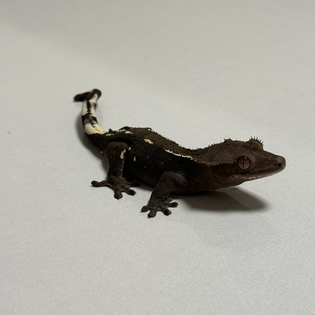 아잔틱 화이트포트홀