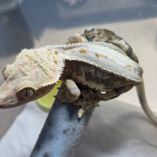 릴리100%헷아잔틱