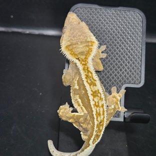 100%헷아잔틱 엠티백