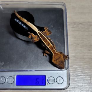 단풍 햇100아잔틱-3