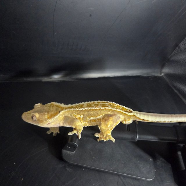 100%헷아잔틱 엠티백