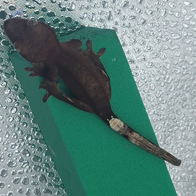카푸치노 패턴리스 다크