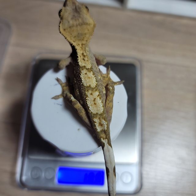 100%헷아잔틱 트라이