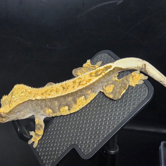 노멀 트라이 옐로우