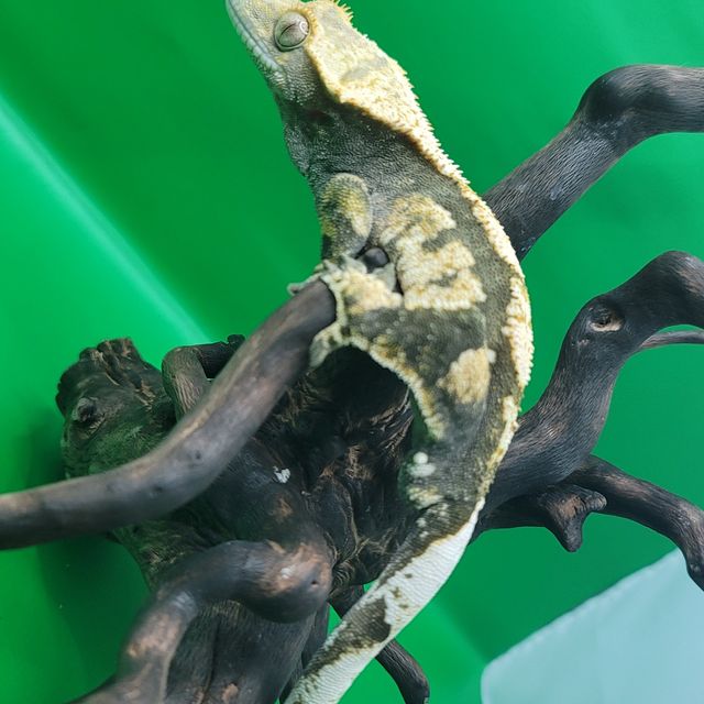 플레임 다크
