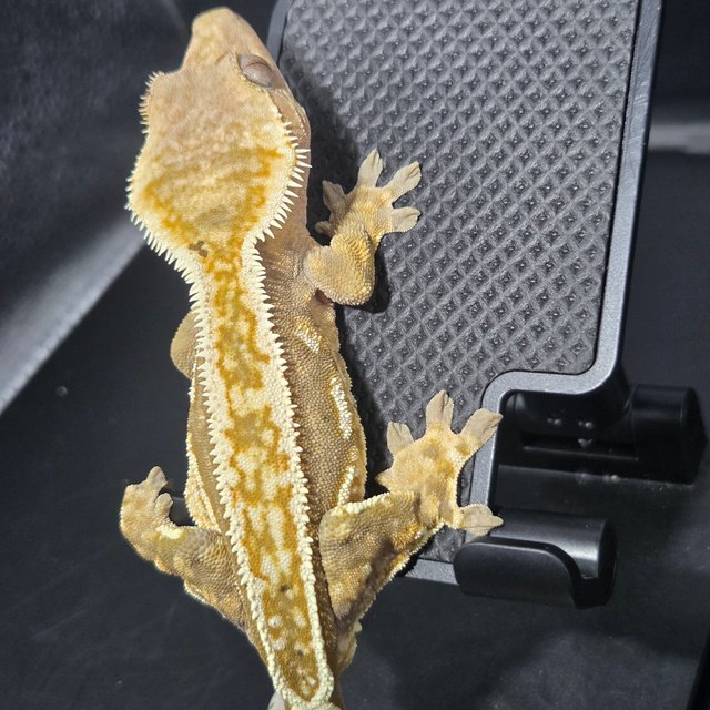 100%헷아잔틱 엠티백