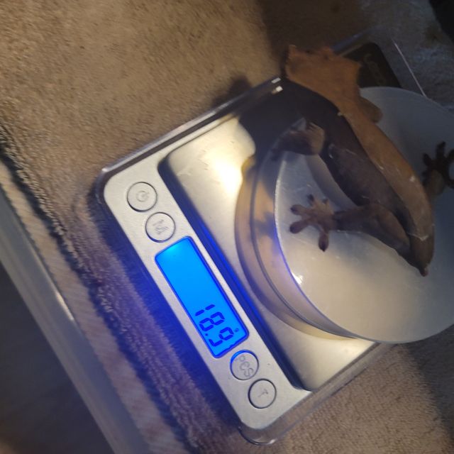카푸치노 패턴리스
