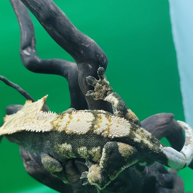 플레임 다크