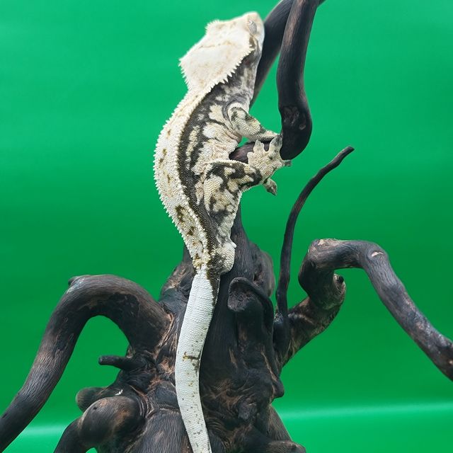 쿼드