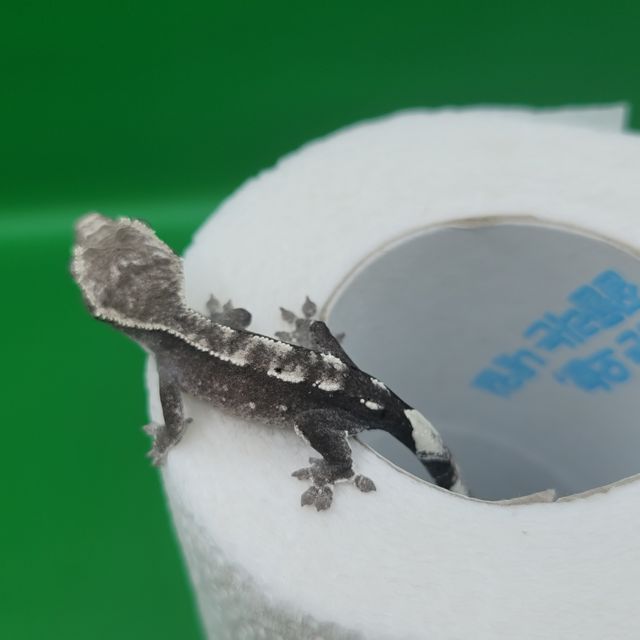 아잔틱