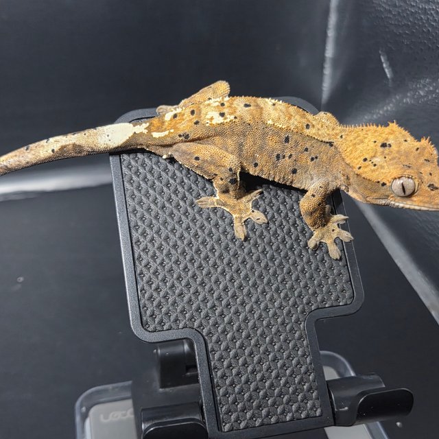 100%헷아잔틱 달마시안 카푸치노