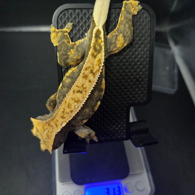 노멀 트라이 옐로우