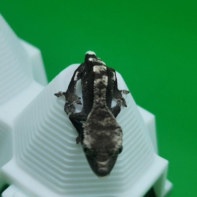 아잔틱