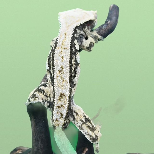 쿼드
