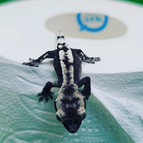 제이앤케이렙타일