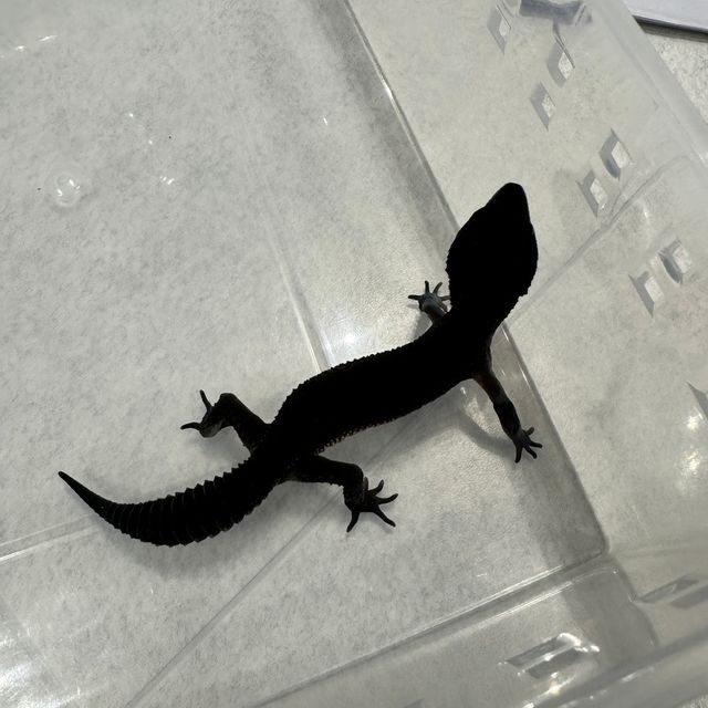 블랙나이트