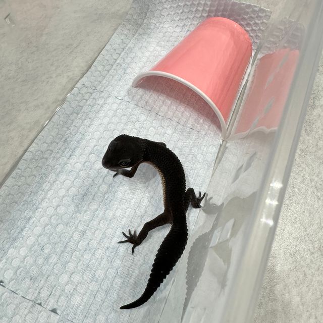 블랙나이트