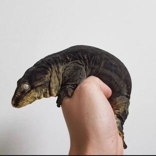 멜라니스틱 트로거