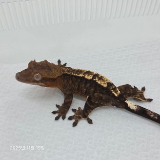 100%헷아잔틱 카푸치노