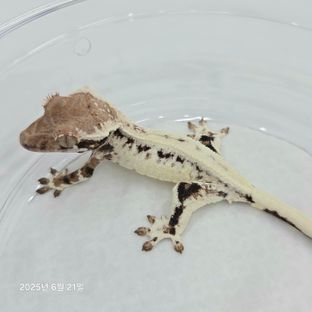 프라푸치노