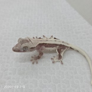 릴잔틱