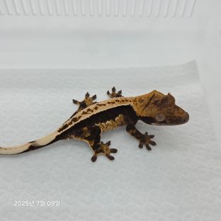 100%헷아잔틱