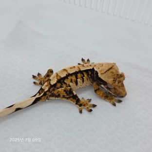 트라이
