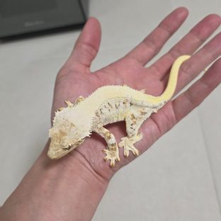 100%릴리헷초초암컷