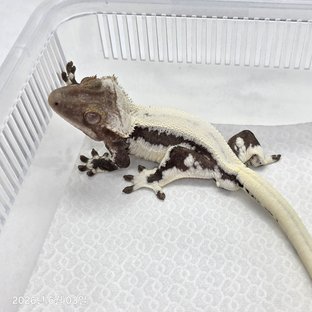 릴리아잔틱수컷