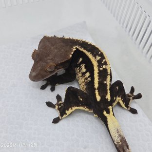 카푸치노 100%헷아잔틱