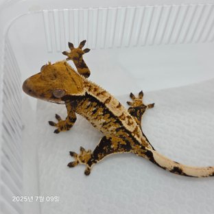 트라이 익스트림할리퀸