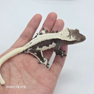 249번
