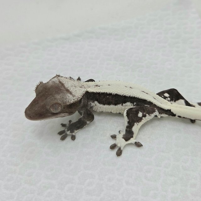 릴잔틱 프라푸치노