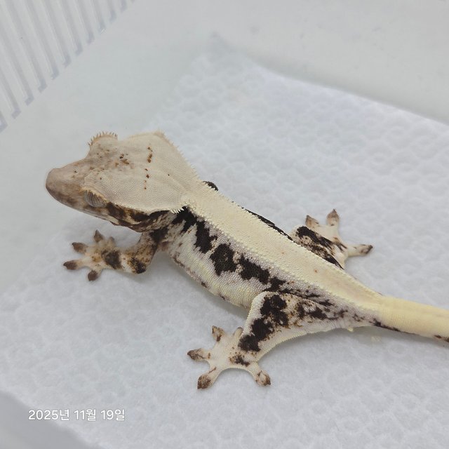 릴리100%헷아잔틱