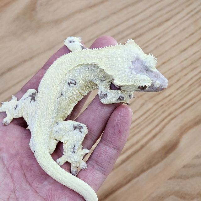 프라푸치노