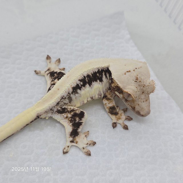 릴리100%헷아잔틱