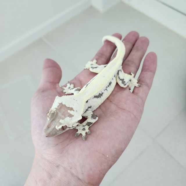 프라푸치노 100%헷아잔틱