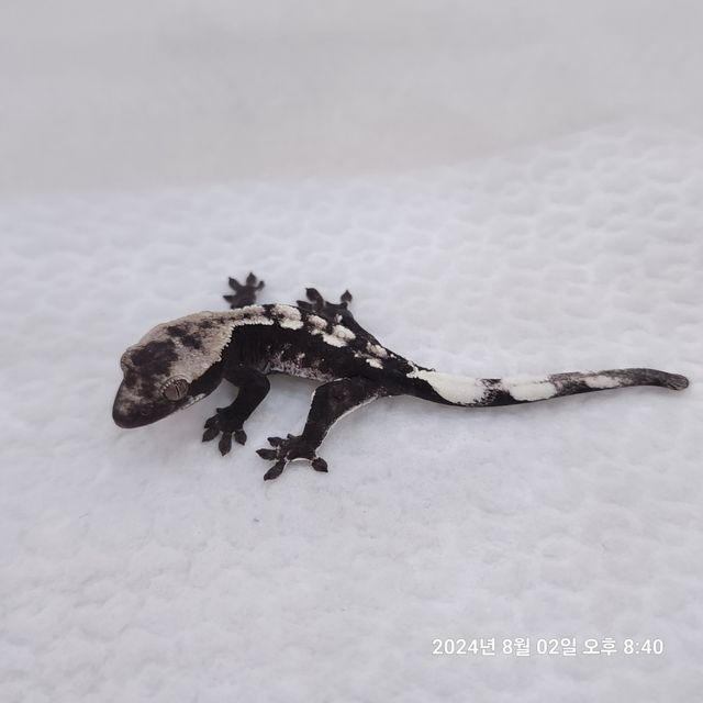 아잔틱
