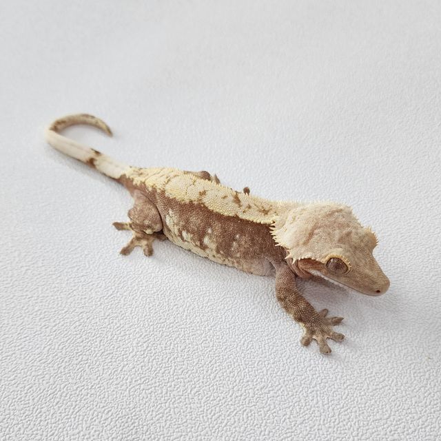 레드 할리퀸