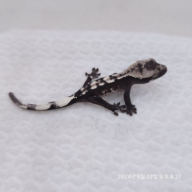 아잔틱