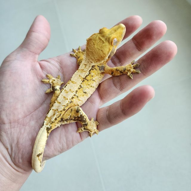 트라이