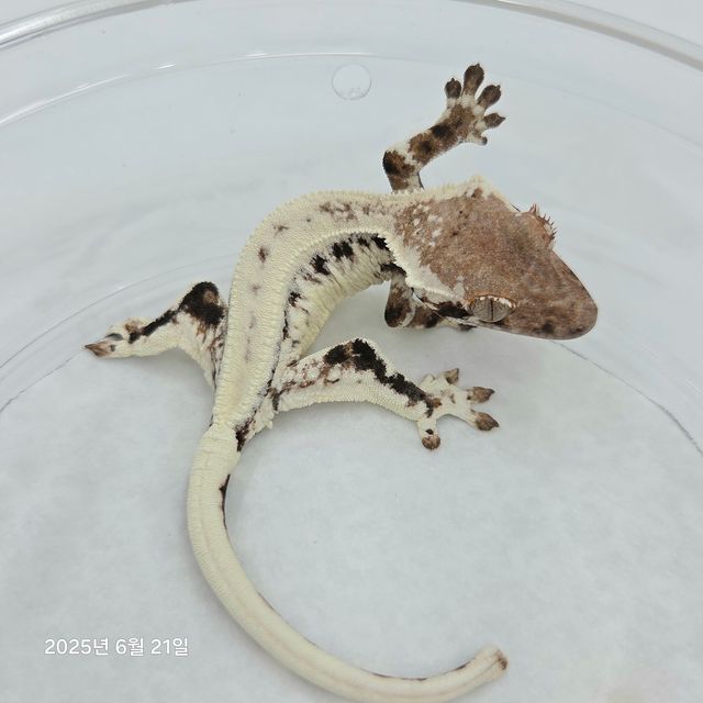 프라푸치노