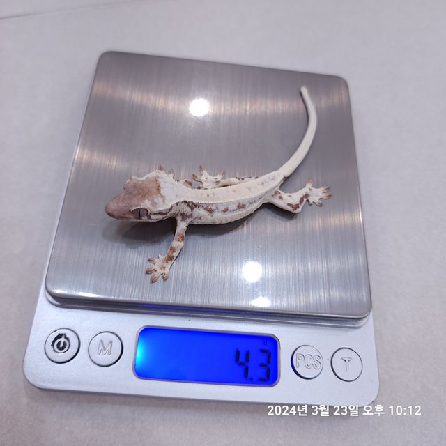 프라푸치노