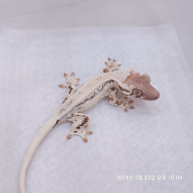 프라푸치노