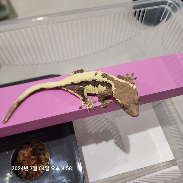 100%헷아잔틱 프라푸치노