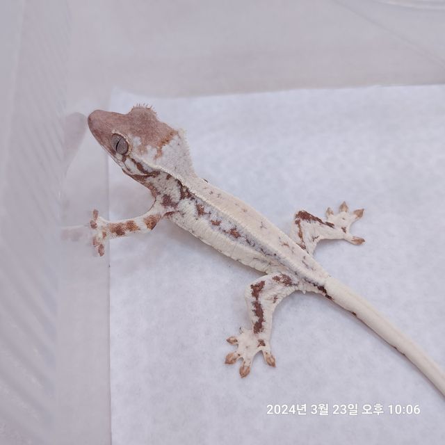 프라푸치노