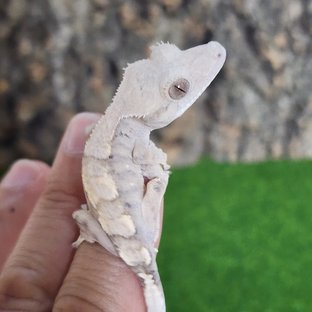 세이블